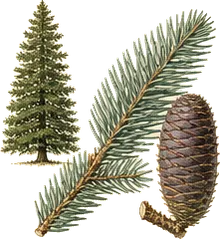 White Fir
