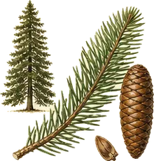 Grand Fir