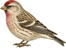 Common Redpoll