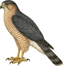 Cooper's Hawk