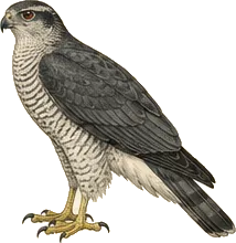 Northern Goshawk