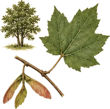 Rocky Mountain Maple