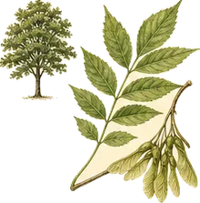 Box Elder