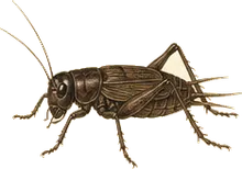 House Cricket