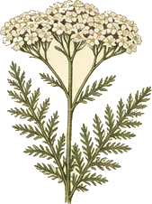 Common Yarrow
