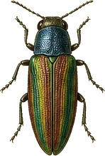 Sculptured Pine Borer