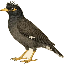 Crested Myna