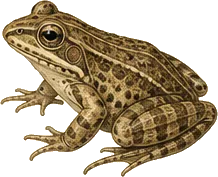 Southern Cricket Frog