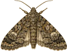 Fingered Dagger Moth