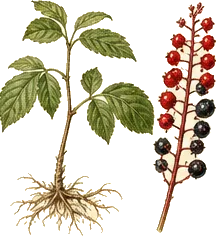 Red Baneberry