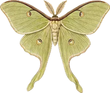 Luna Moth
