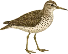 Spotted Sandpiper