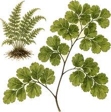 Northern Maidenhair Fern