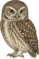 Boreal Owl