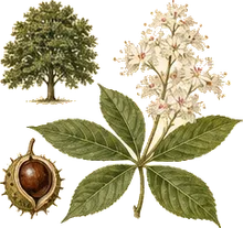 Ohio Buckeye
