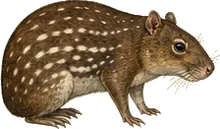 Lowland Paca