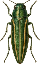 Two-lined Chestnut Borer