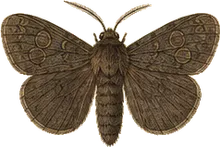 Black Cutworm Moth