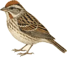 Rufous-crowned Sparrow