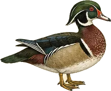 Wood Duck