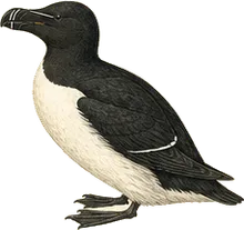 Razorbill