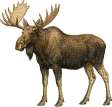 Western Canada Moose