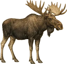 Shiras Moose