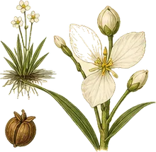 Water Plantain
