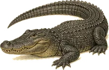American Alligator