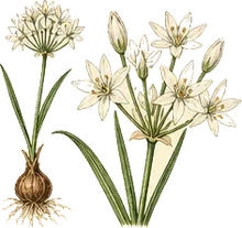 Wild Garlic