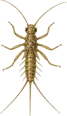 Winter Stonefly