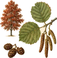 Red Alder