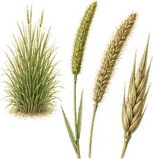 Meadow Foxtail
