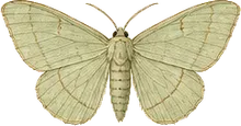 Fall Cankerworm Moth