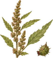 Redroot Pigweed