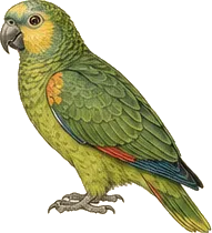 Orange-winged Amazon