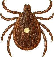 Lone Star Tick