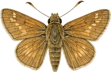 Common Roadside Skipper