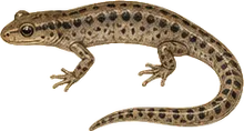 Northwestern Salamander