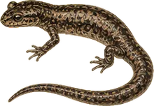 Long-toed Salamander
