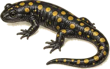 Spotted Salamander