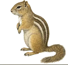 Texas Antelope Squirrel