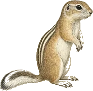 White-tailed Antelope Squirrel
