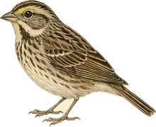 Saltmarsh Sparrow