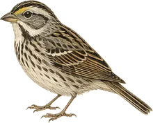 Seaside Sparrow