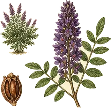 False Indigo