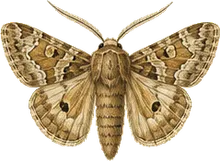 American Ear Moth
