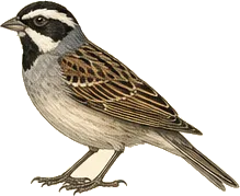 Black-throated Sparrow