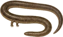 Three-toed Amphiuma