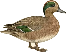 American Wigeon